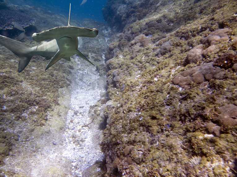 保护无辜者：马绍尔群岛鲨鱼保护区