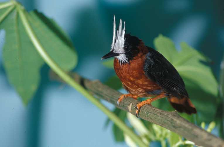 雨林般的鸟在亚马逊的部分地区反弹奠定了低