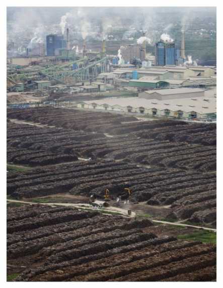 森林砍伐苏门答腊纸生产和老虎栖息地的丧失