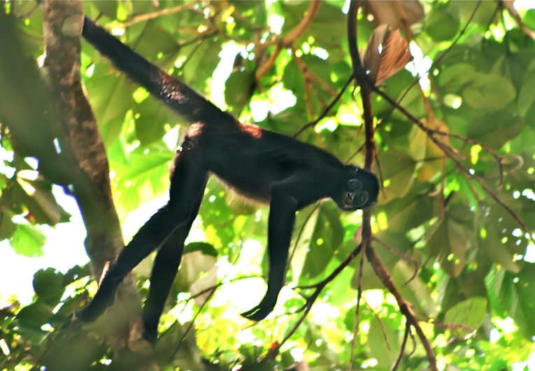 哥伦比亚发现罕见的棕色蜘蛛猴