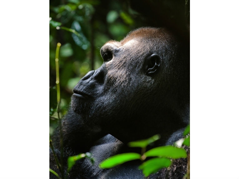 最稀有的大猩猩，克罗斯河大猩猩，正在反击