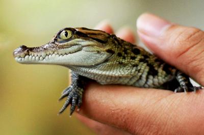 老挝动物园最近孵化出一条暹罗鳄鱼，这是老挝人民民主共和国政府和野生动物保护协会为补充这种极度濒危物种的野生种群所做努力的一部分betway必威官网平台