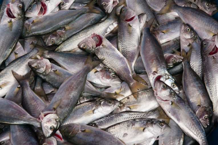 欧盟普通渔业政策的改革
