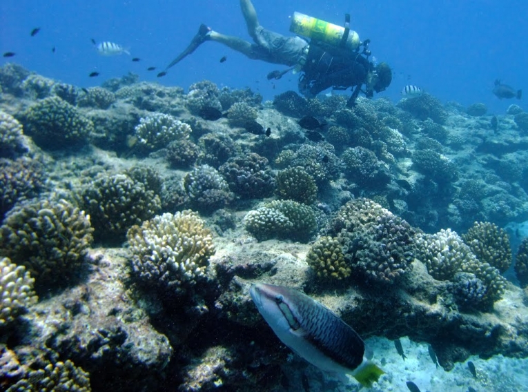 夏威夷珊瑚礁的复原力表明了一个真正的保护机会betway必威官网平台