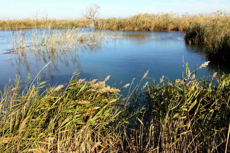 恢复的湿地需要一个世纪才能恢复