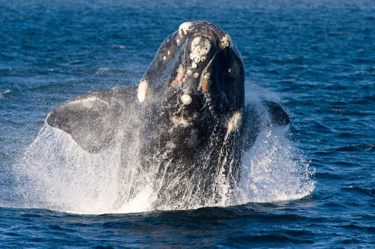 正是鲸鱼返回新西兰产崽地的时候