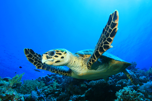 玳瑁海龟