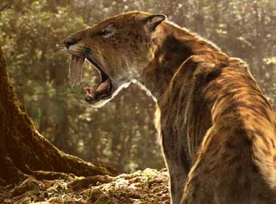 灭绝的军刀猫，在曾经生活的最大猫，罗克斯北美洲和南美洲