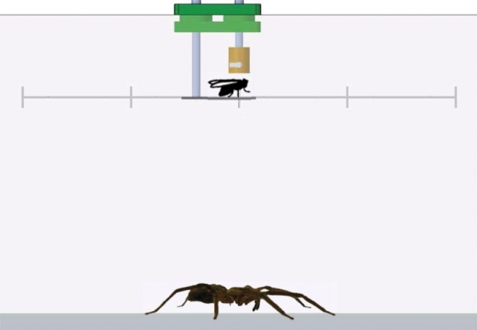 没有产生有效气流的装置：用沿灰度级以各个间隔定位的飞行在蜘蛛腿上方的气流测量。水平激光片（绿线; 2 mm腰部厚度）只是“触摸”Tarsi的上侧（基板上方的Ca 2 mm）。