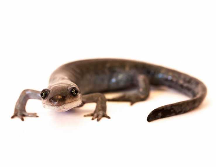 Salamander多倍体与其基因组令人惊讶