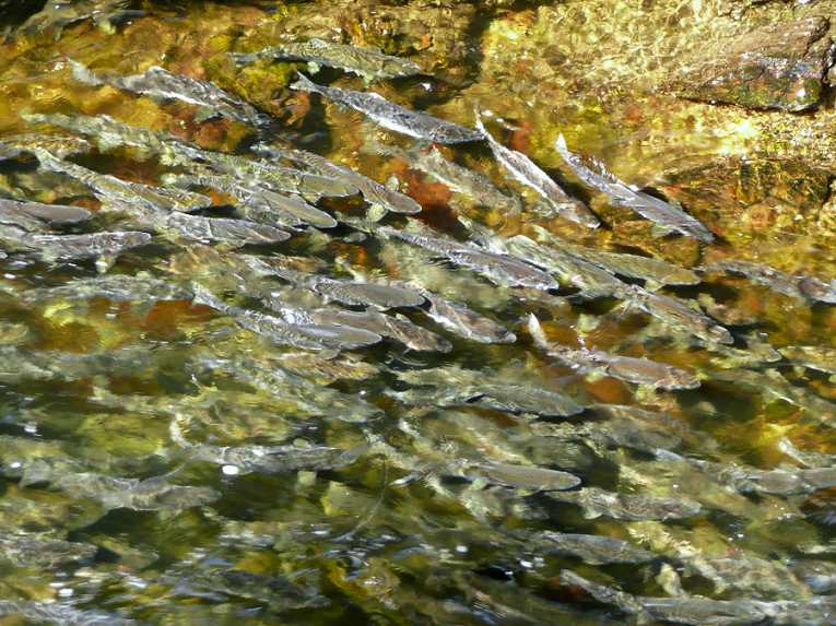 鲑鱼养殖将野生种群置于危险之中