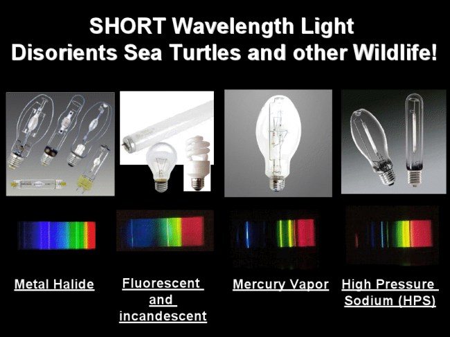 保持长波长，海龟高度吸引了短波长的光线，并不受长波长的干扰