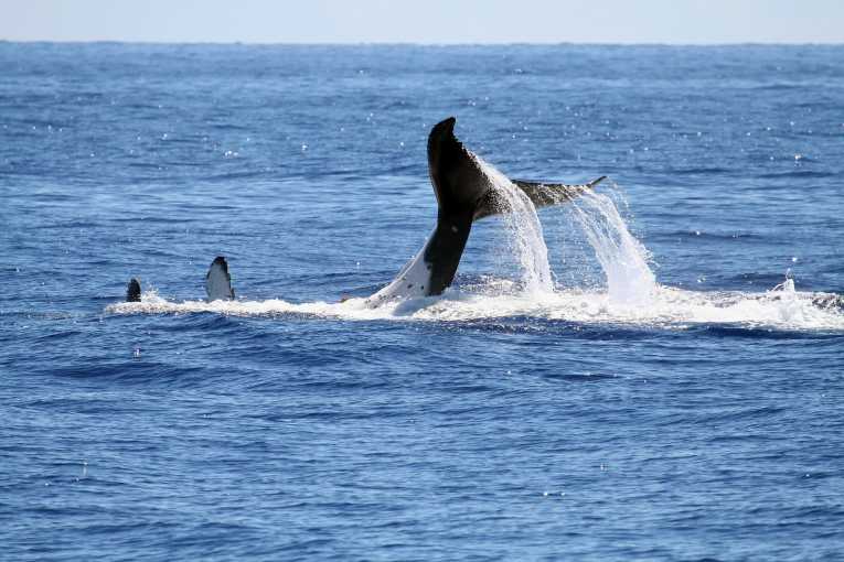海洋守护者协会成功日本捕鲸季节初结束