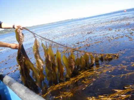 海藻养殖 - 海藻的天然盐水环境和高糖含量的快速增长使其成为可再生燃料和化学品的理想原料。这张图片涉及2012年1月20日出现的纸张，由AAA出版的科学问题。本文，由A.J.Bio建筑实验室的Wargacki在伯克利，加利福尼亚州和同事们题为题目，