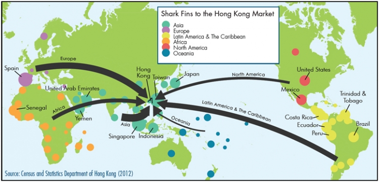 全球鲨鱼钓鱼的主要原因是汤的需求