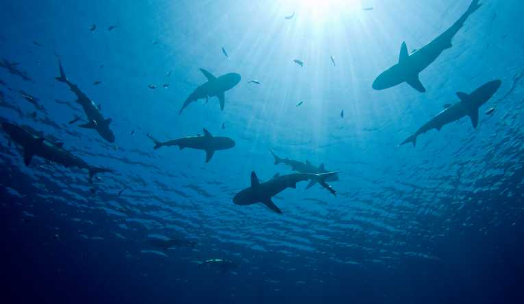 欧盟加强了对鲨鱼鳍的打击