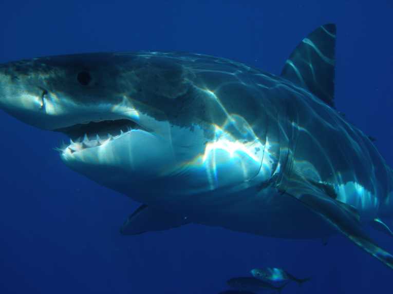 印度尼西亚一个岛屿宣布拥有广泛的鲨鱼保护区