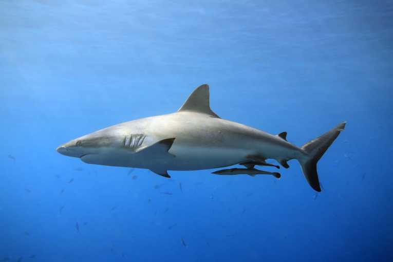鲨鱼在安全的地方游泳，至少在巴哈马群岛是这样