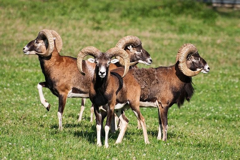 绵羊在中东驯化之前被猎杀。