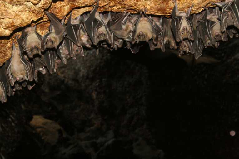 葡萄藤的警笛声 - 植物如何吸引蝙蝠进餐