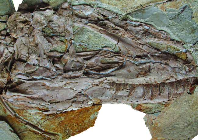华丽玉兰的头骨化石
