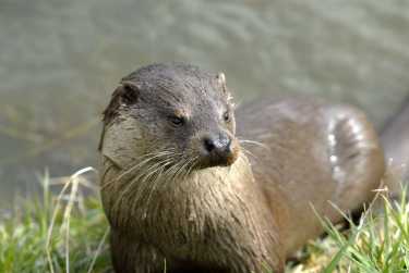 英国河野生动物100万英镑投资