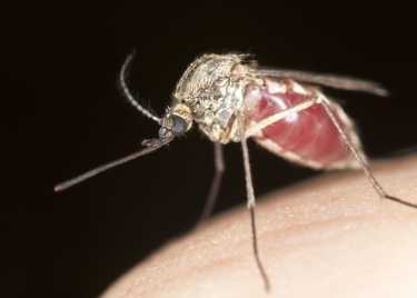 4月25日 - 世界疟疾日