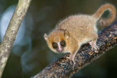 过去十年在马达加斯加发现了600种新物种