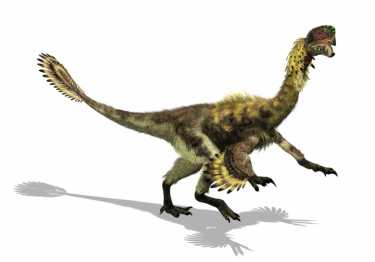 波拿巴鸟恐龙——Bonapartenykus ultimus
