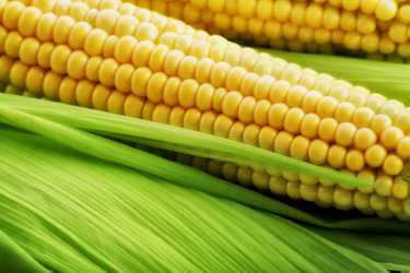 如果你受不了热，就离开厨房;全球变暖如何影响玉米产量