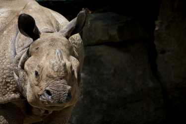 危险地濒危爪哇犀牛被证明是繁殖的