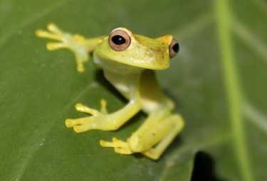圈养繁殖项目为稀有树蛙的生存提供了希望