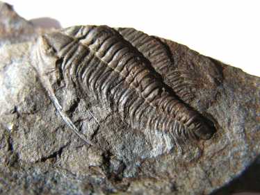 “庞贝”喜欢在现实生活中发现的三叶虫化石