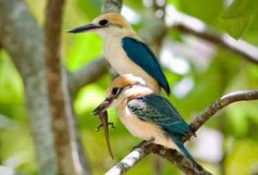 图阿莫图翠鸟:科学家们正在为拯救世界上最稀有的鸟类而进行一场失败的战斗