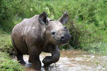 对犀牛角需求的行动WWF告诉亚洲政府