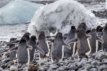 据报道，南极企鹅数量减少非常严重。