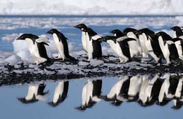 保护企鹅栖息地的丧失
