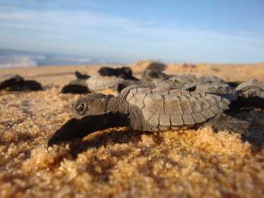 非洲的海龟需要额外的保护
