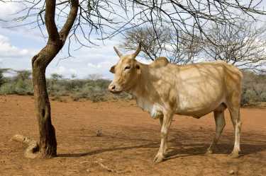 非洲农民从抗牛“睡眠”的基因中受益