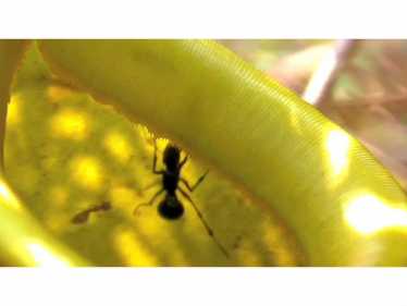 蚂蚁和投手植物的交换在哪里，如何以及什么？