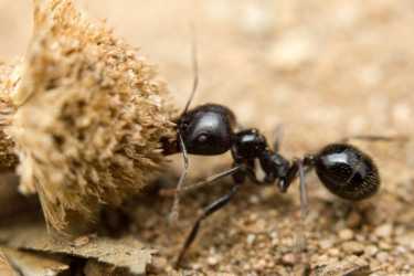蚂蚁擅长人群控制！