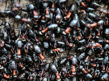 蚂蚁可以从地震中拯救数百万人
