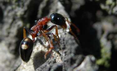 农药威胁着巴西蚂蚁狩猎的社会生态方面