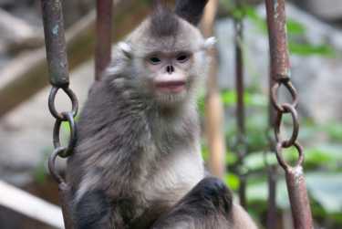 亚洲odd-nosed灵长类动物进化了的猴子