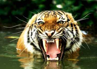 亚洲虎的数量可能会增加两倍