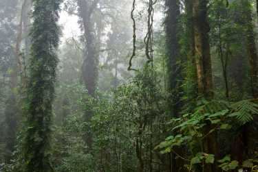 Tarkine雨林在澳大利亚矿业公司的威胁