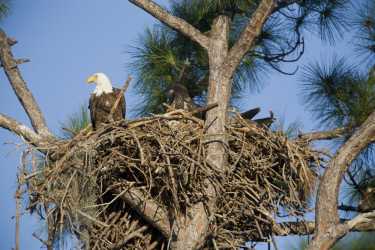 佛罗里达州的秃鹰种群增加