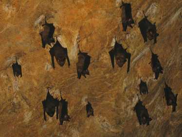 努力制止可能的蝙蝠物种灭绝