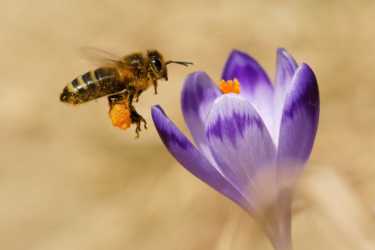 用新的杀虫剂拯救蜜蜂