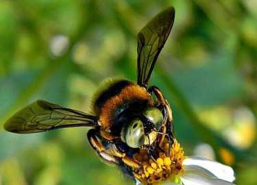 嗡嗡作响的蜜蜂和帮助经济发展的蜜蜂!